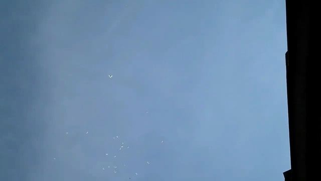 Белые голуби города Димитровграда
