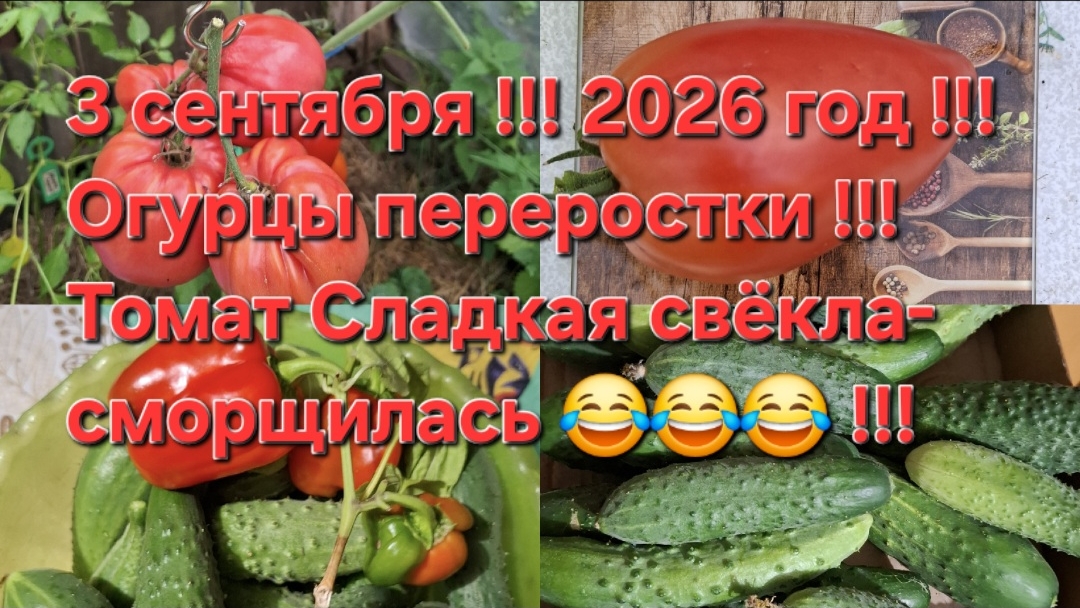 3 сентября,2026 год!!! Огурцы переростают!!! Томат,Сладкая свёкла-сморщилась!!! Что с томатом???