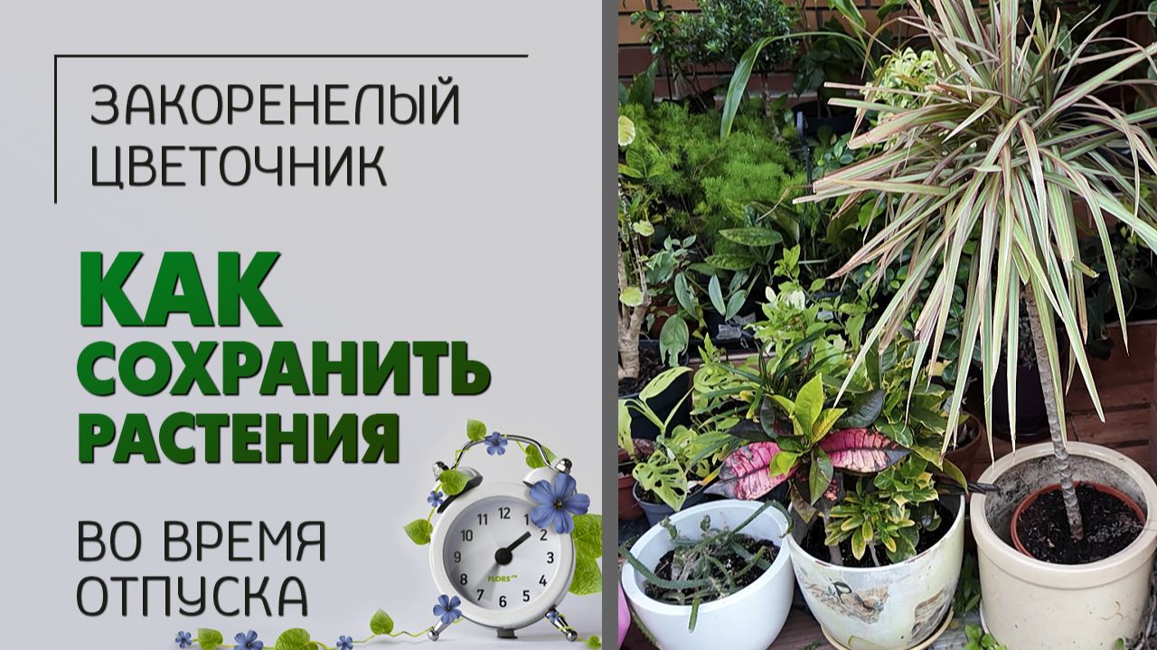 Уход за растениями