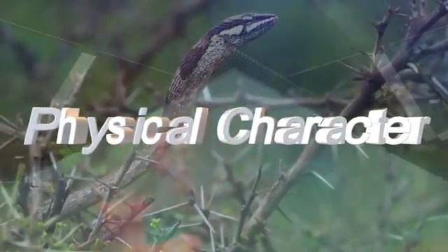 World's Deadliest Snake | Inland Taipan Vs Boomslang | Wildlife Animal | Most Venomous Snake