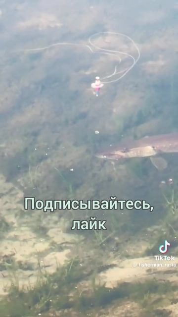 перезалив с TikTok