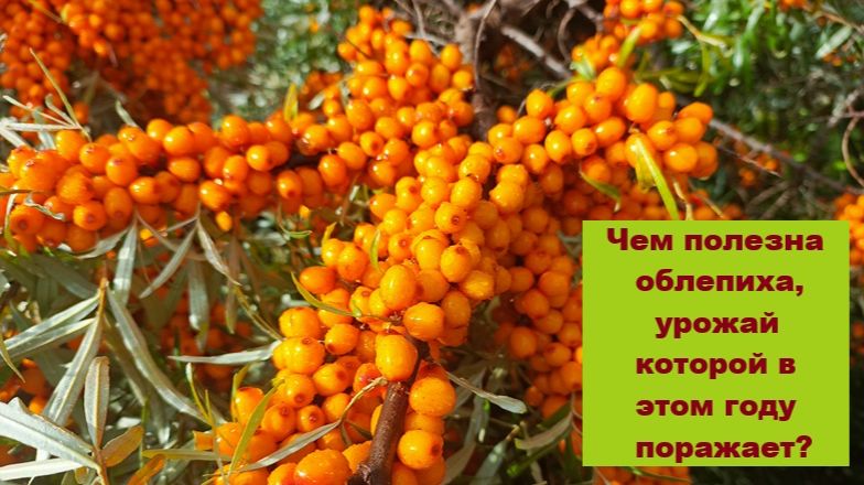 Яблони, груши и другие плодовые деревья