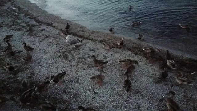 Найдите лишнего 😉🦆🦆🦆
