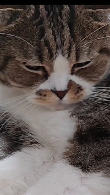 Вредный кот - Федор