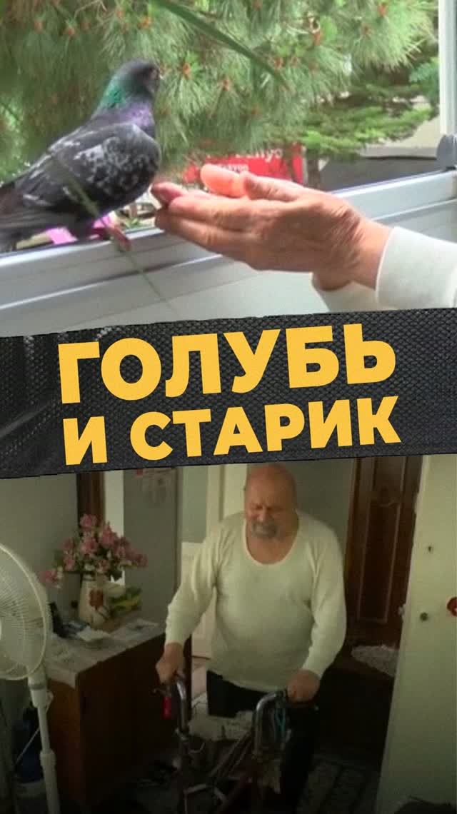 Старик дружит с птицей
