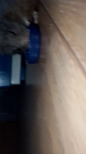 хомяк ест йогурт 🍦