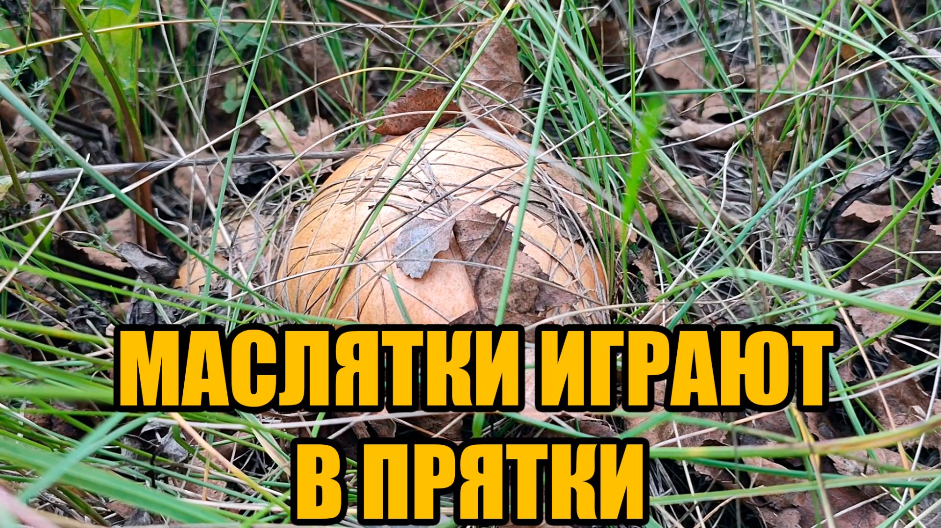Маслятки играют в прятки
