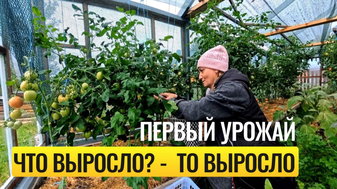 ПЕРВЫЙ УРОЖАЙ В НОВОЙ ТЕПЛИЦЕ 🌱 - ПОГОВОРИМ ЗА УРОЖАЙ 🍅