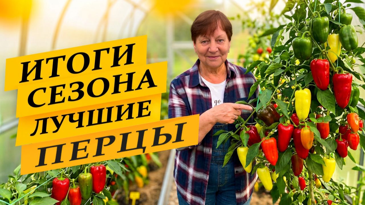 Эти сорта перцев покорили мое сердце! Итоги сезона.