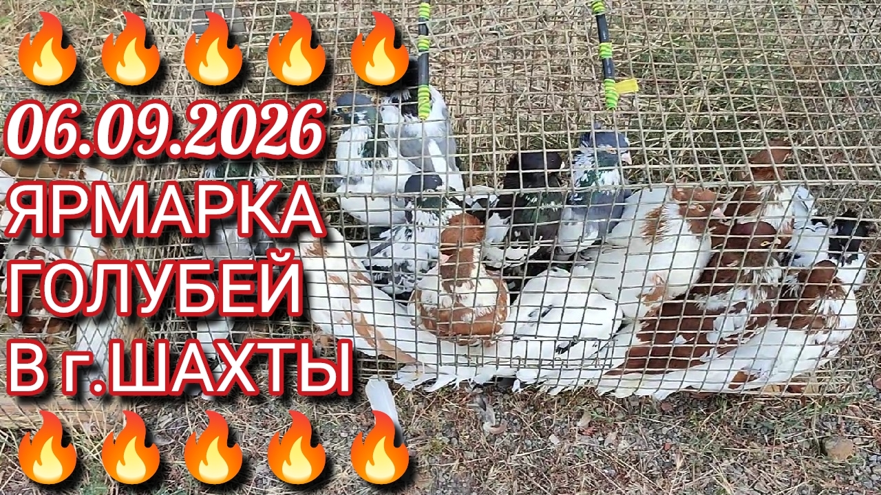 🔥🔥🔥 Ярмарка голубей в г.Шахты. Птичий рынок.
