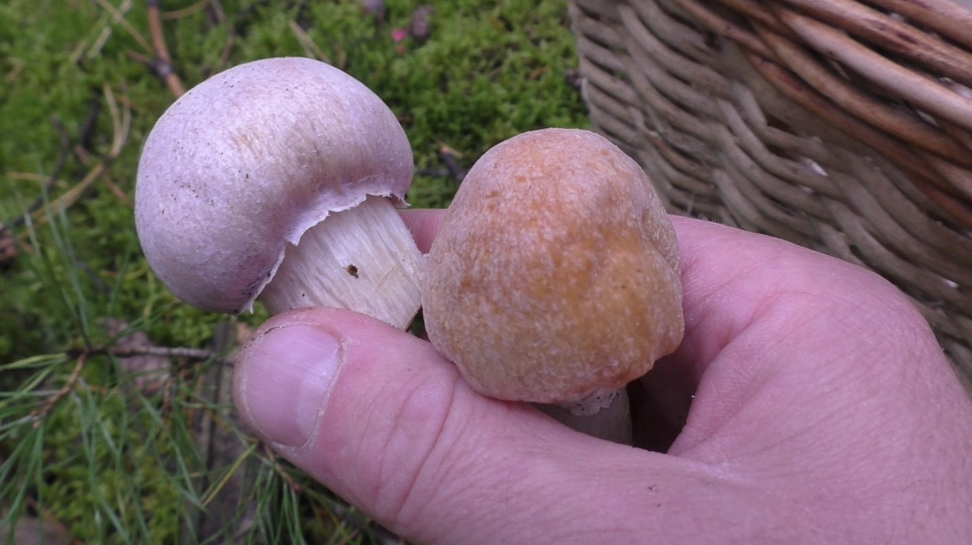 Я СОБРАЛ И СЪЕЛ ЭТИ ГРИБЫ ИЗ ЛЕСА! 🍄 (Опасно или Вкусно?) Мой ПОХОД В ЛЕС ПО ГРИБЫ
