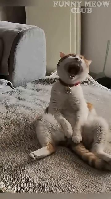 Коты сидят как люди 😭🛋️ #кот #cat #приколы