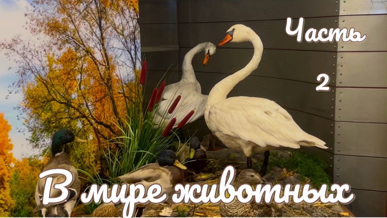 Часть 13.  В МИРЕ ЖИВОТНЫХ 2. Краеведческий музей.