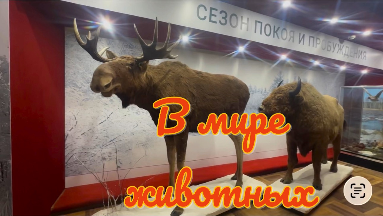 Часть 12. В МИРЕ ЖИВОТНЫХ. КРАЕВЕДЧЕСКИЙ МУЗЕЙ