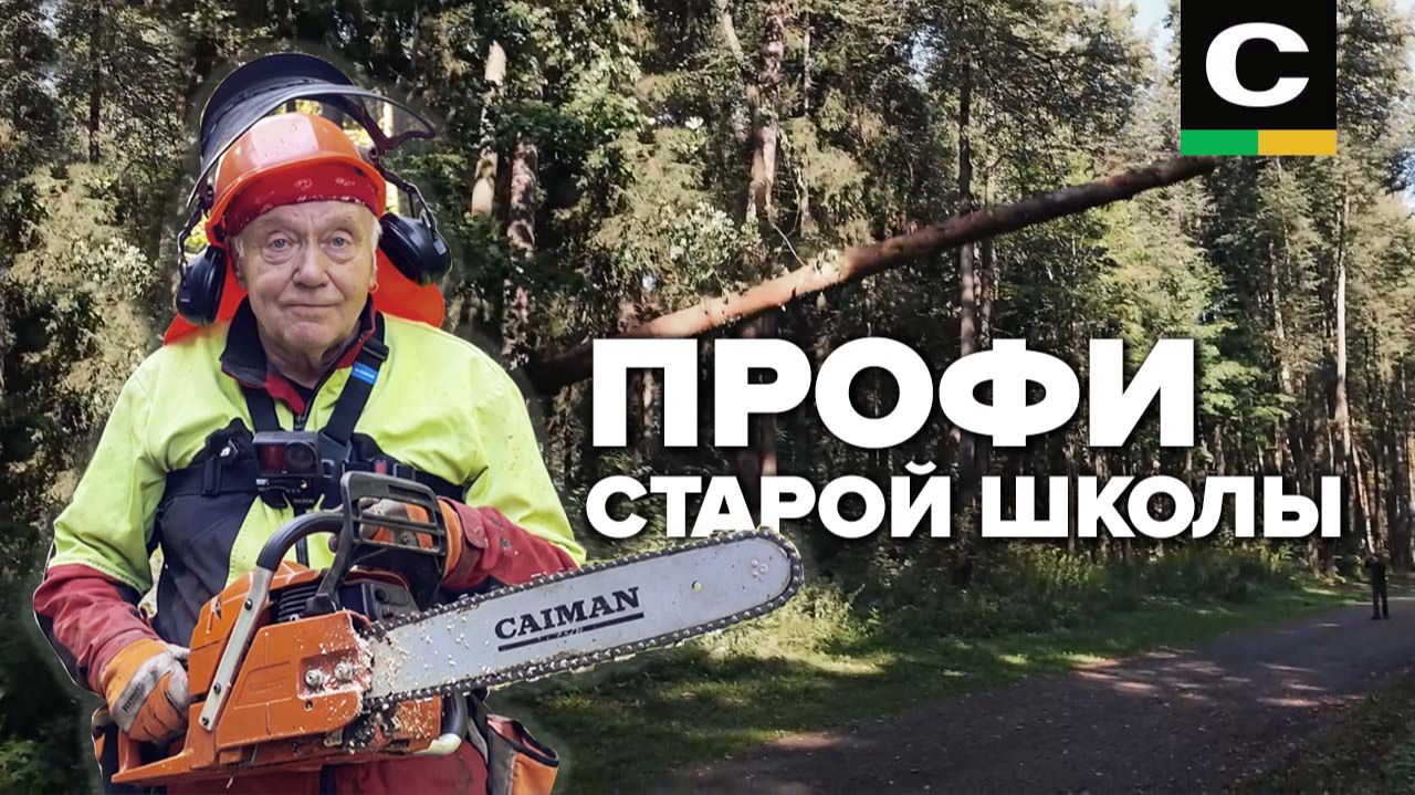 Санитарная рубка от настоящего профи. #бензопила #бензоинструмент