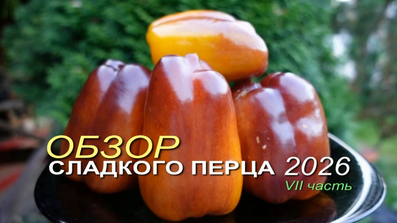 Обзор коллекционных сортов СЛАДКОГО ПЕРЦА сезона 2026 🌶VII часть