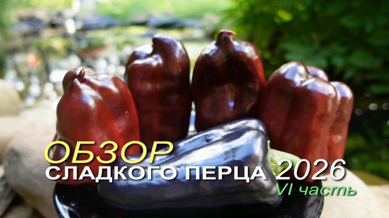 Обзор коллекционных сортов СЛАДКОГО ПЕРЦА сезона 2026 🌶VI часть