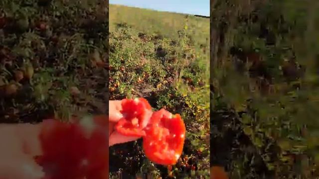 🔴 Roșii Direct Din Câmp 4 Lei Kg