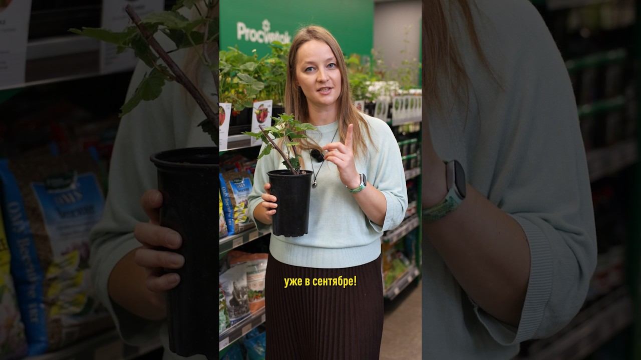 Всего одна обработка в сентябре – и смородина с крыжовником будут гнуться от ягод в следующем году!