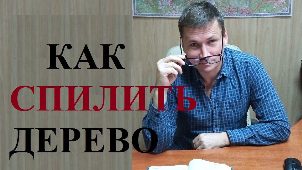 🌳🏕️ Можно ли спилить дерево на своем или соседском участке?