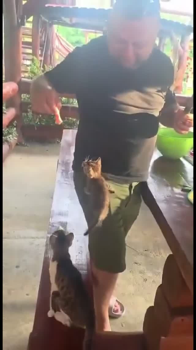 котёнок решил не мелочиться)