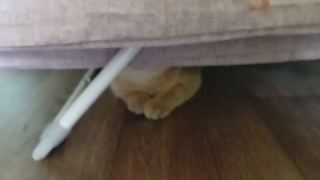 Котик Сэм