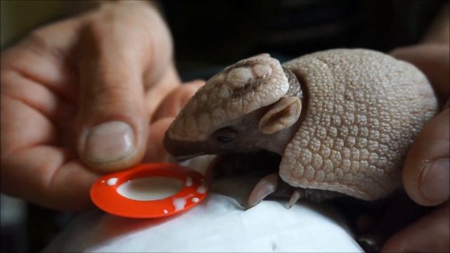 Маленький броненосец в зоопарке Zoo Wroclaw