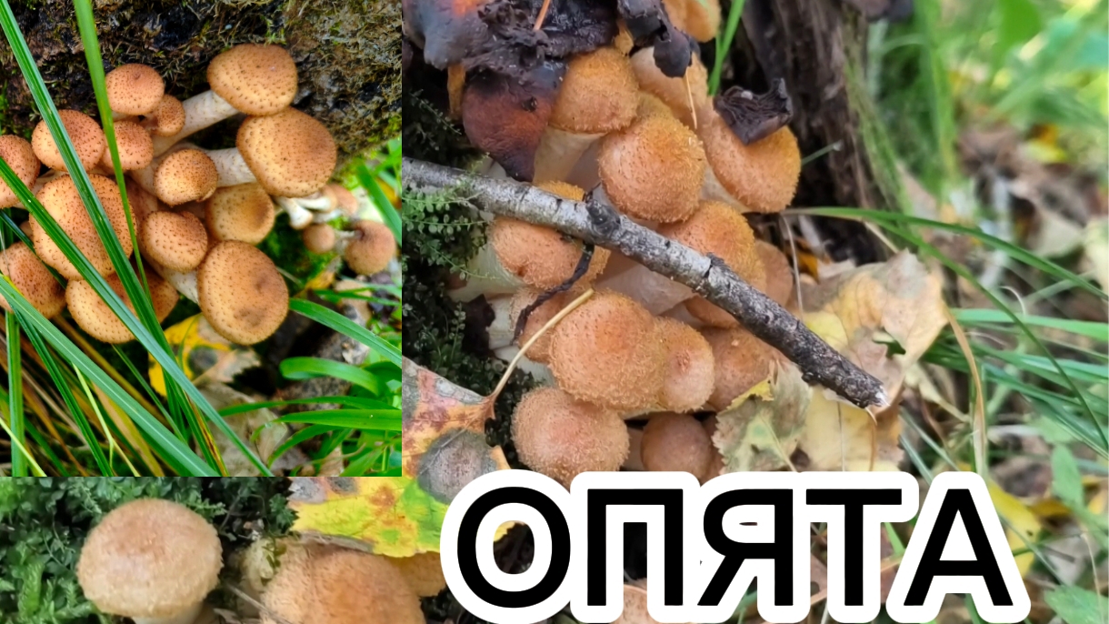 07-09-2026 Медведей боятся в лес не ходить....