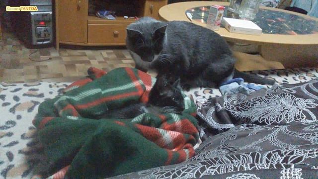 Реакция взрослого кота на девочку котенка