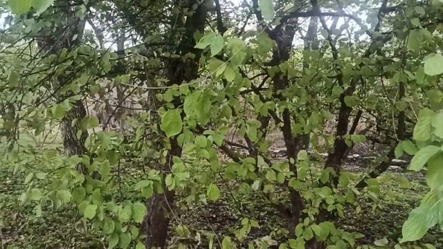 23 октября 2024г.Мой дом.Год как купила участок,что стало.