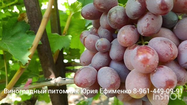 виноград Дамасская красавица
