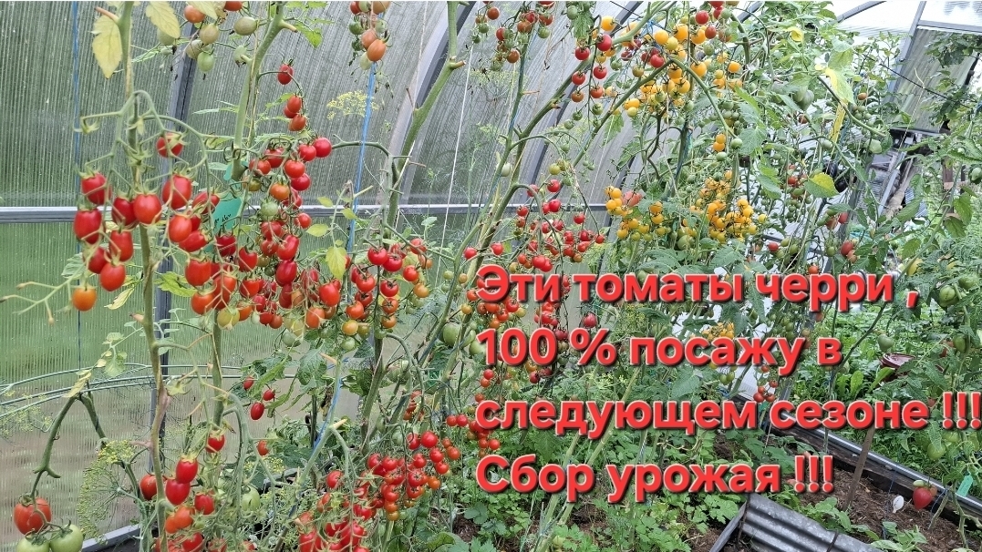 Эти томаты черри , 100% посажу на следующий сезон !!! Сбор урожая !!!