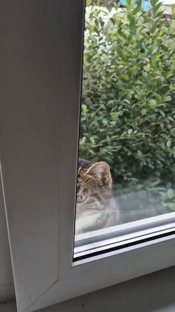Мои четыре кота и кошечка