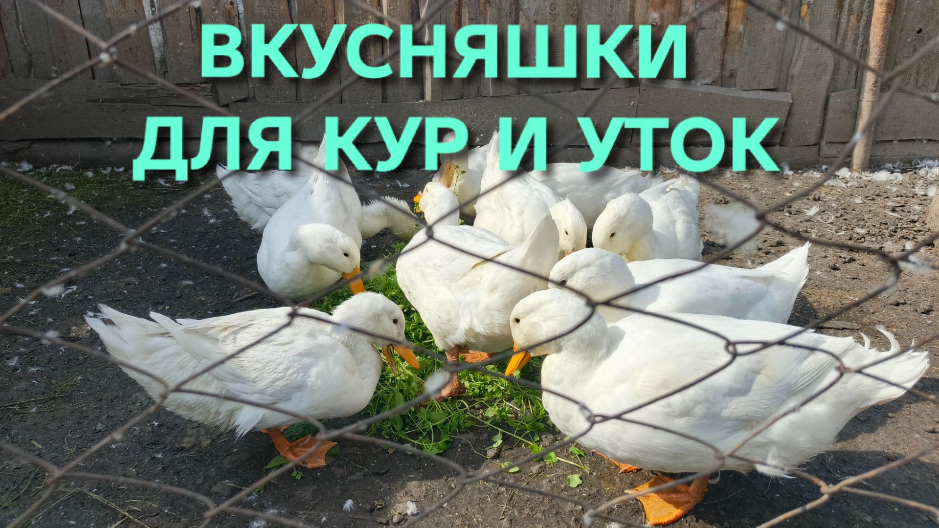 Жизнь в деревне Чем побаловать своих кур-несушек и уток на обед
