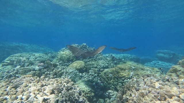 Орляковые скаты (eagle Rays)