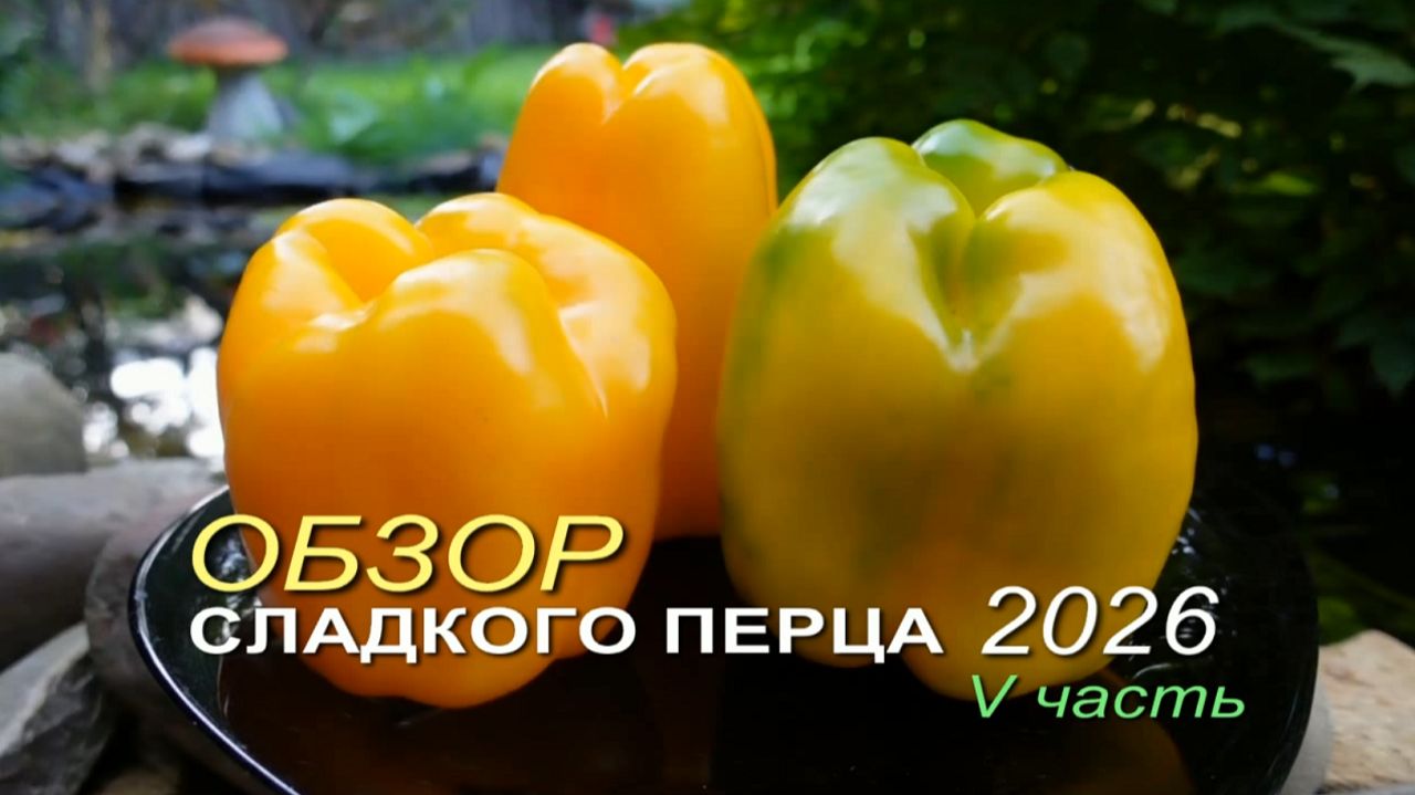 Обзор коллекционных сортов СЛАДКОГО ПЕРЦА сезона 2026 🌶V часть
