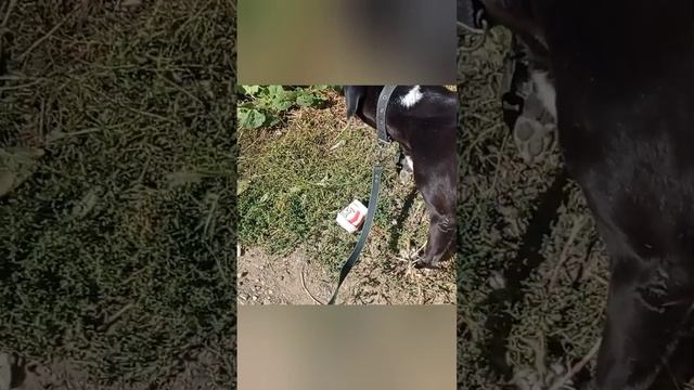 Обычный день собак