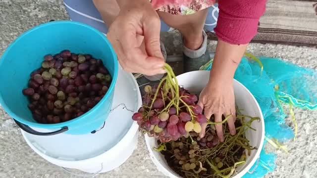 Осень наступает Сушим виноград Вялим помидоры