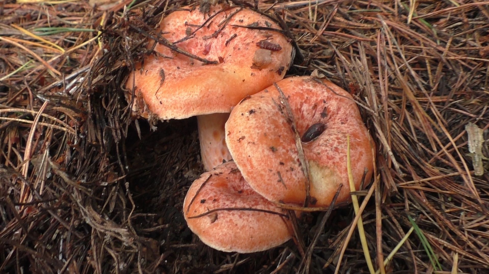 ПОТЕРЯЛ В ЛЕСУ ВЕЩЬ, НО ТАКОЕ НАШЁЛ!!! Грибной джекпот 🍄