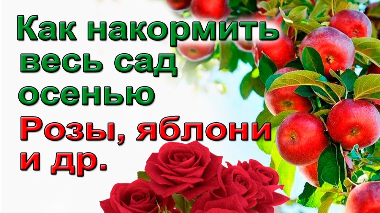 Как надолго подкормить весь сад. Розы, яблони, и др