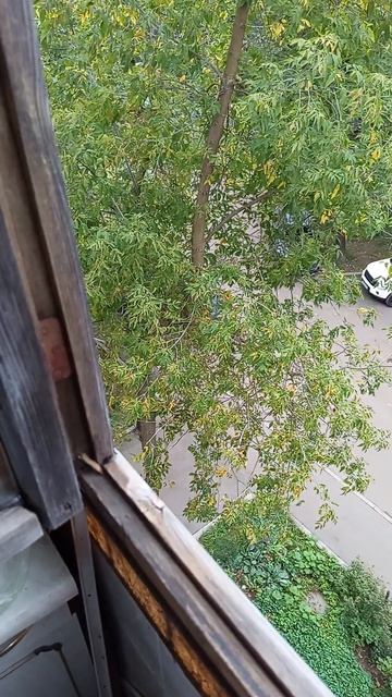 Яблоня напротив балкона, птицы, пасмурное небо (07.09.2026)