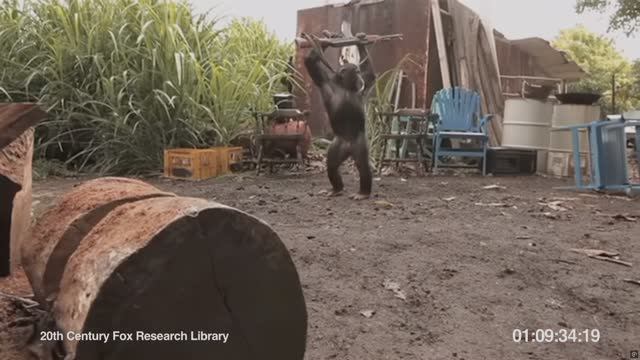 Восстание планеты обезьян Вирусное видео обезьяна с АК-47