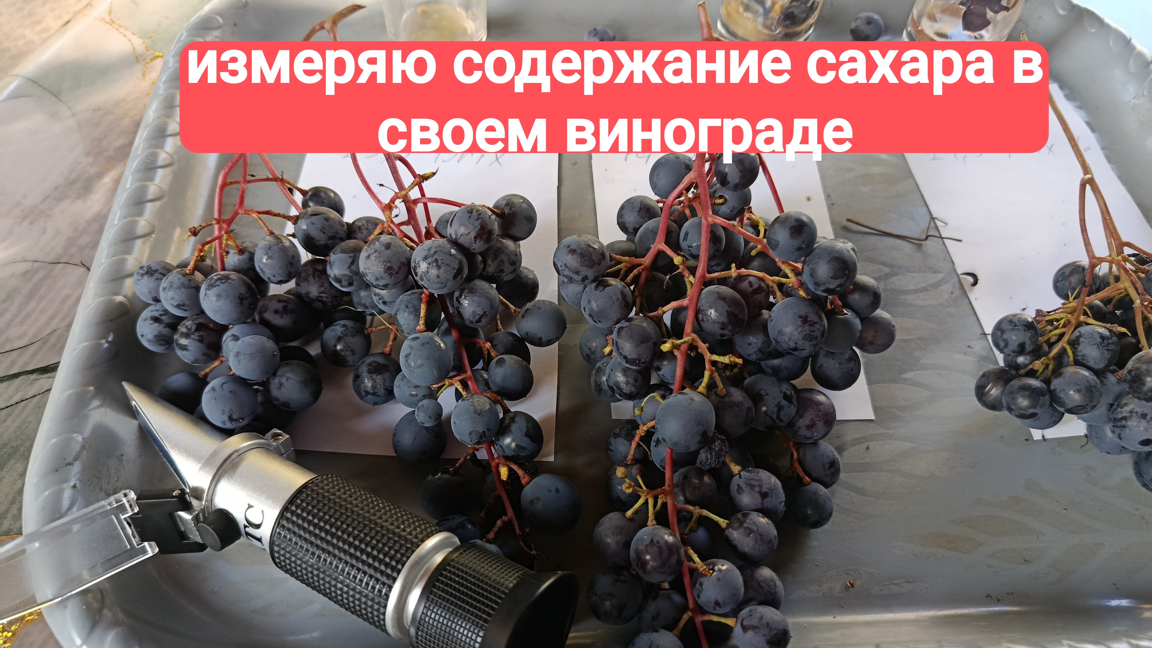Измеряю содержание сахара в своем винограде.