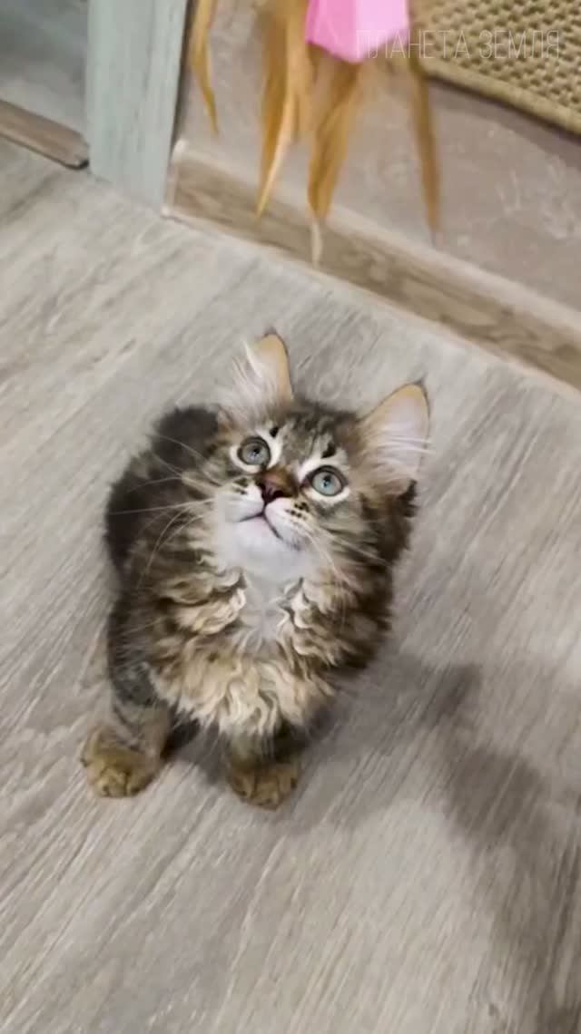 Сибирская Кошка 😉 #животные #кошки #питомцы