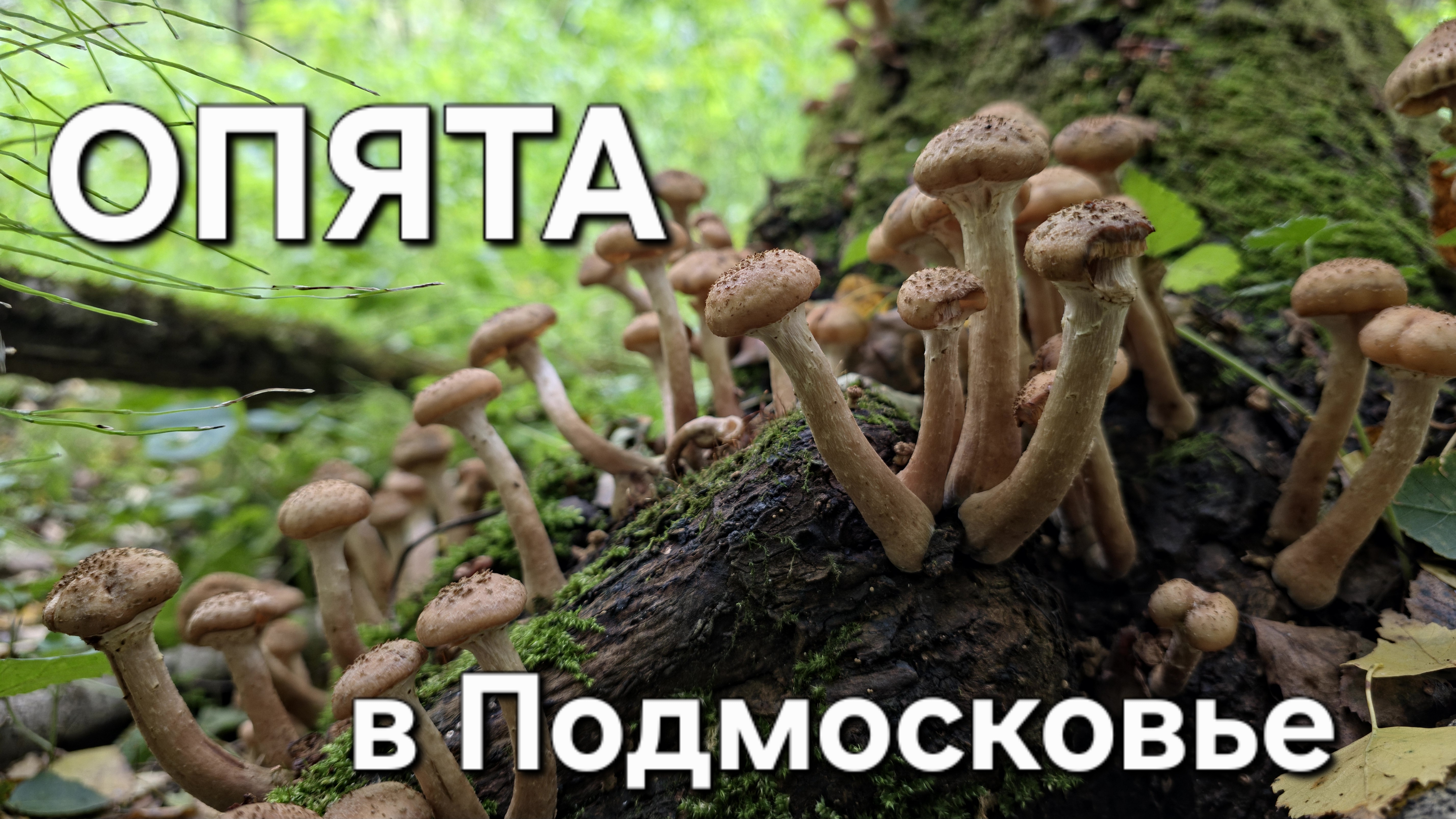 Опята пошли! Собираем Осенние опята в Подмосковье