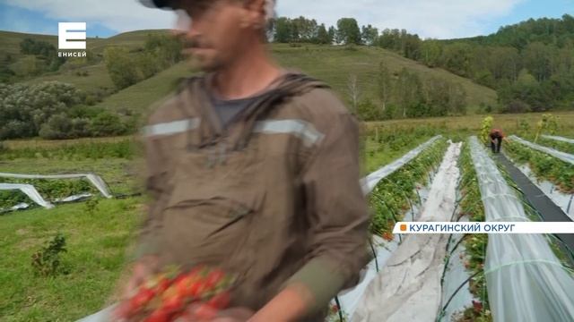Позднюю клубнику собирают на юге Красноярского края