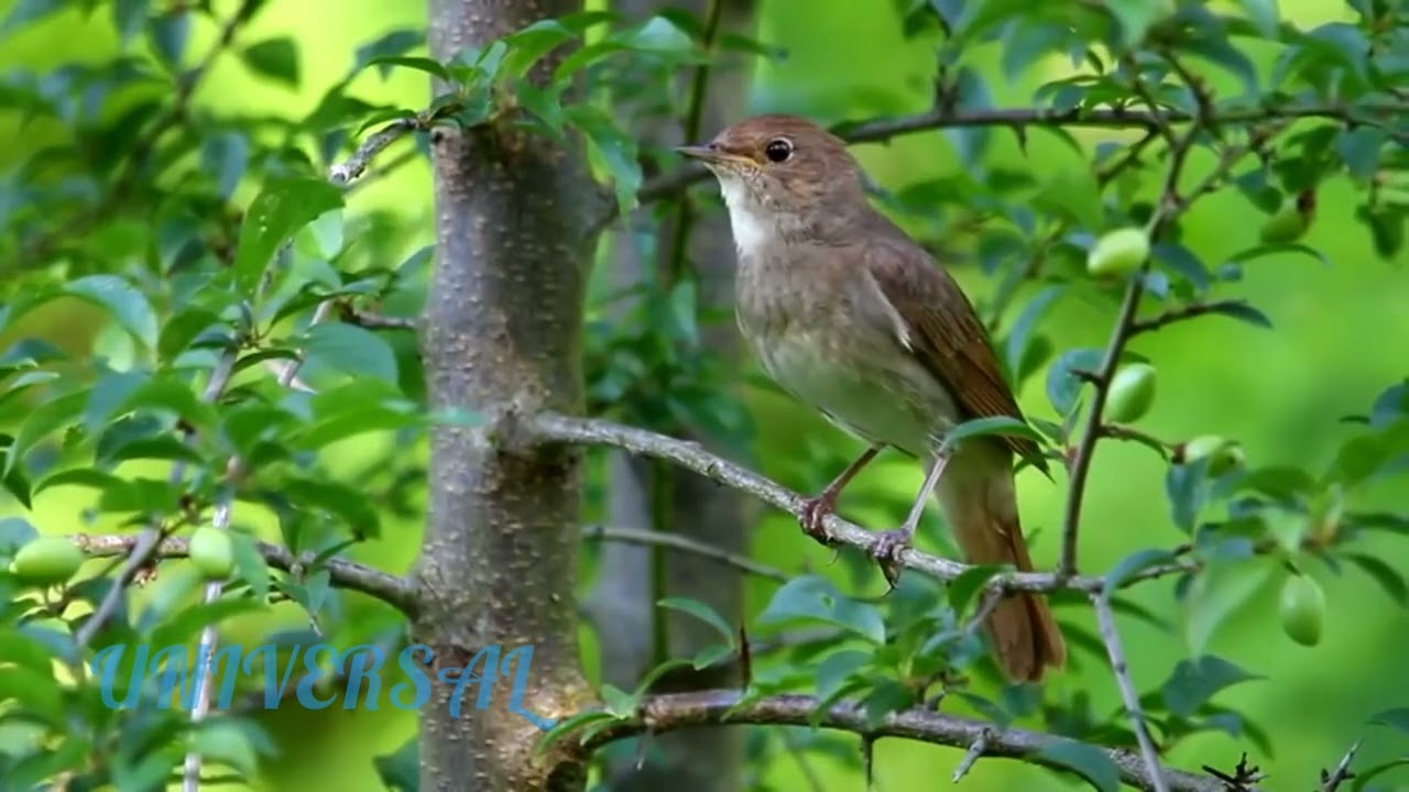Nightingle Singing соловей пение #пение #facts #birdsounds