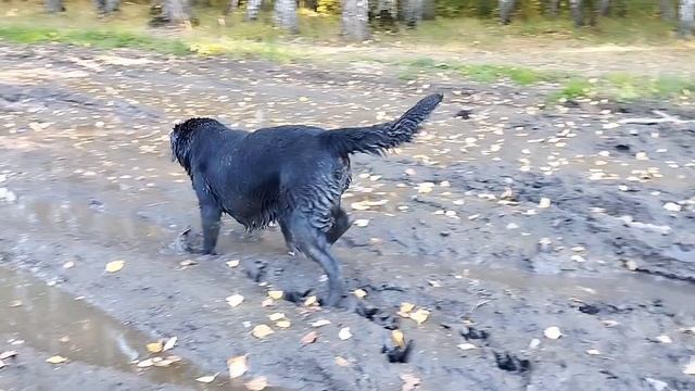 Животные