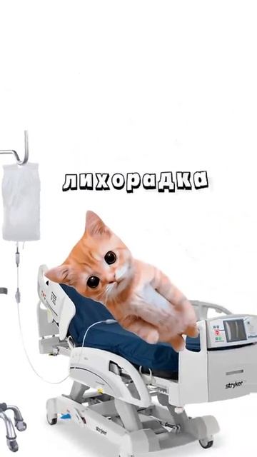 опять котята поясняют