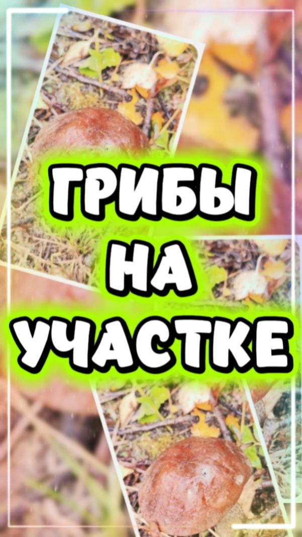 НЕОЖИДАННАЯ НАХОДКА НА УЧАСТКЕ, КОТОРАЯ НАС УДИВИЛА.